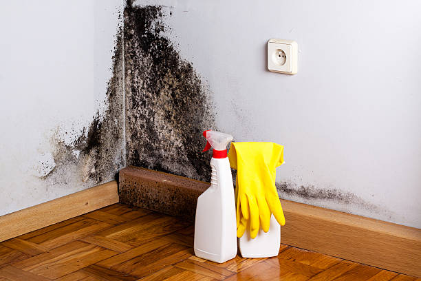 Best Home Mold Removal  in Granger, WA