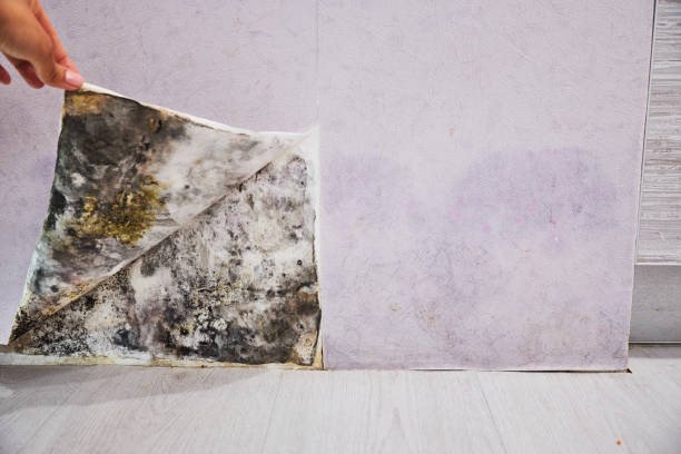 Best Black Mold Removal  in Granger, WA